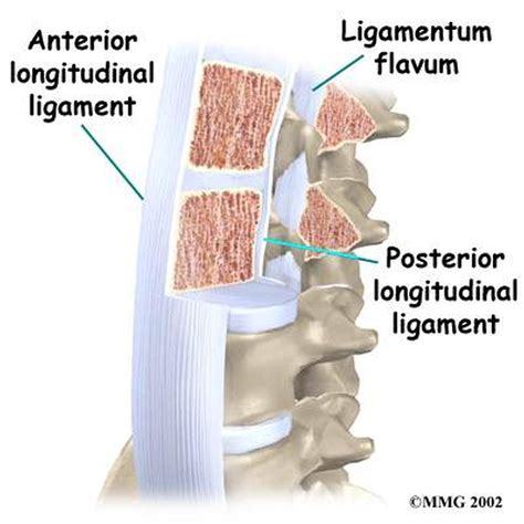 Anterior Longitudinal Ligament | Longitudinal Ligament – YUAM