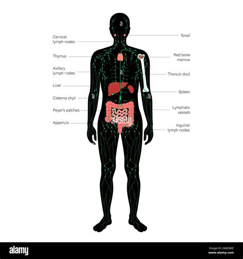 Lymphatic system, illustration Stock Photo - Alamy