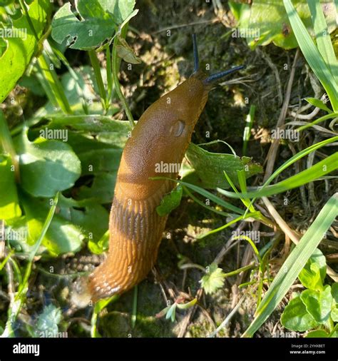 Spanish Slug (Arion vulgaris Stock Photo - Alamy