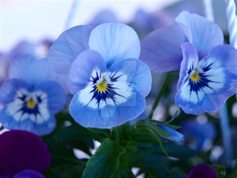 Angry Plant Flowers 的图像结果
