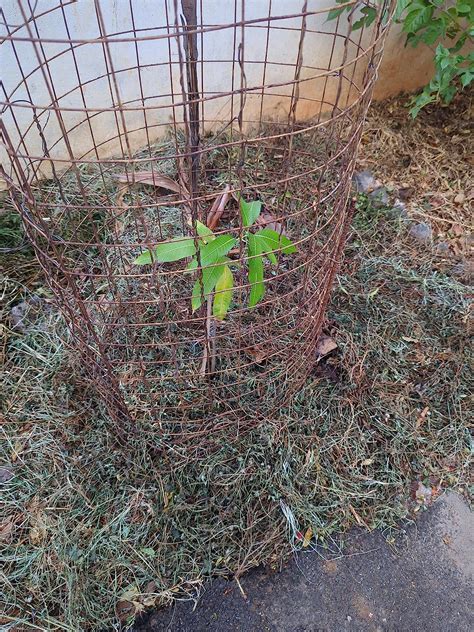 AGRO ALIVE Grafted Langra Mango Plant 1.5-3 feet height : Amazon.in ...