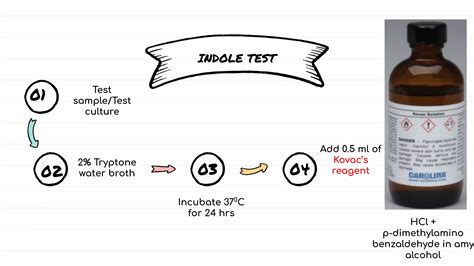 IMViC Biochemical Tests Principle|Indole|Methyl Red|Voges Proskauer ...