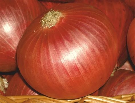 Poona Fursungi Onion Seeds - High Yield & Superior Quality | Safal Seeds