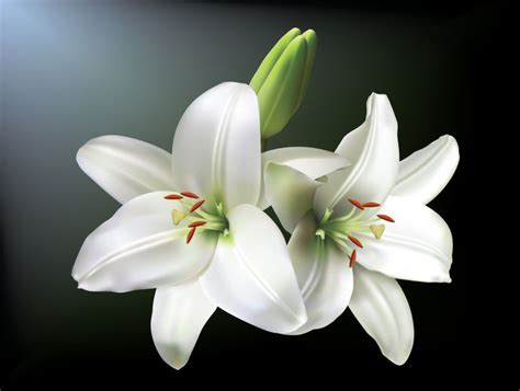 白色百合花背景图片-水花背景下的白色百合花素材-高清图片-摄影照片-寻图免费打包下载