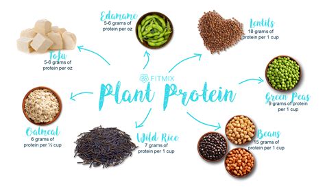 Complete Protein In Plants at Francis Manley blog