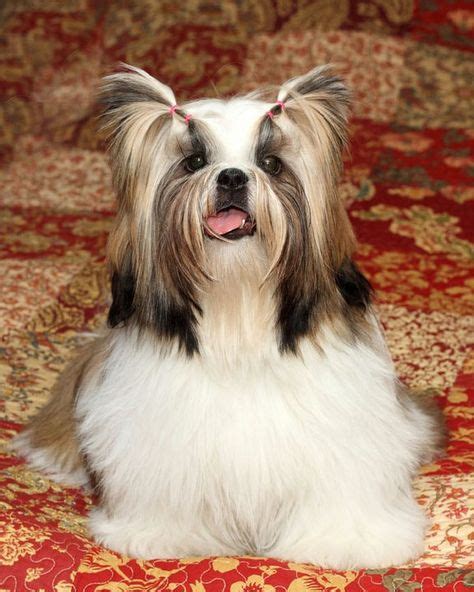 Image result for Cockapoo Shih Tzu