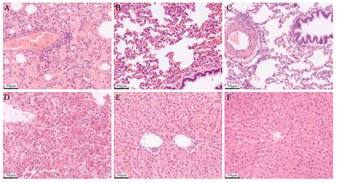 McHDV VP60 Virus-like Particles Elicit Protective Immunity Against ...