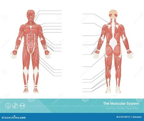 Muscular System Diagram With Labels