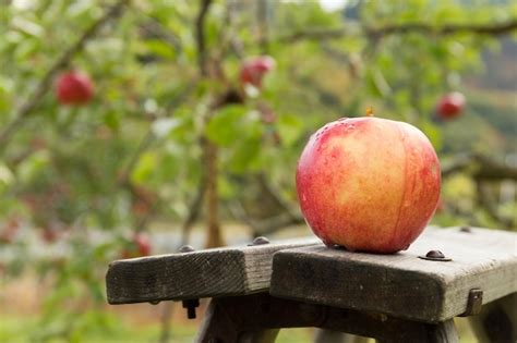 Image result for Apple Tree Farm