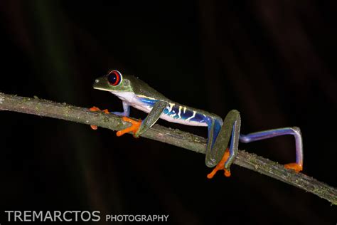 Red-eyed Tree Frog - TREMARCTOS