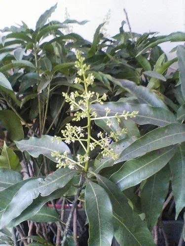 Mango plants - Chaosa Mango Plant Manufacturer from Chhindwara