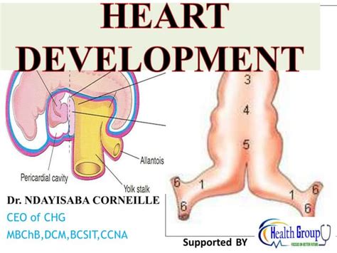 Image result for Heart Development Disorders