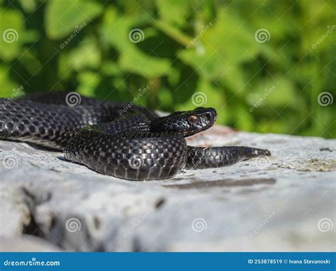 Melanic Female of the Common European Viper - Vipera Berus Stock Image ...
