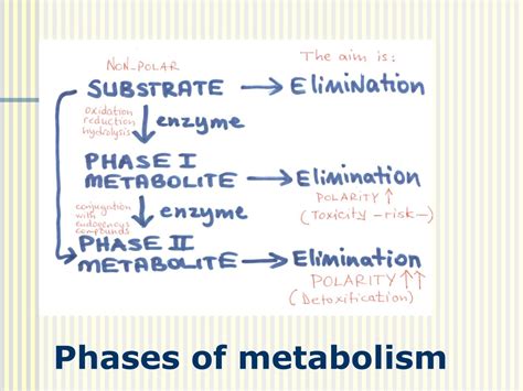 PPT - Understanding Phase I Reactions in Drug Metabolism PowerPoint Presentation - ID:9214902