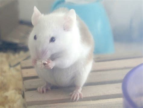 【鼠鼠知識】 鼠鼠不能吃的食物 飲食禁忌清單 - 格列佛的鼠人國日記