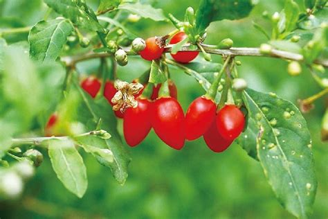 クコ（枸杞） に対する画像結果