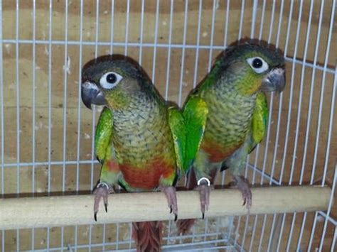 Image result for Fancy Conure