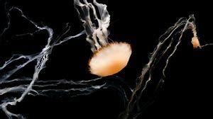 Underwater wallpapers hd, desktop backgrounds, images and pictures