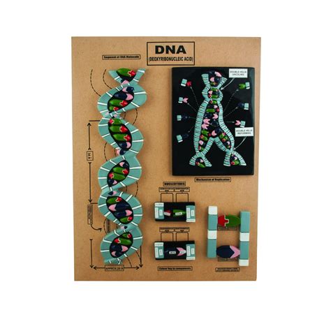 DNA Replication Process Model 的图像结果