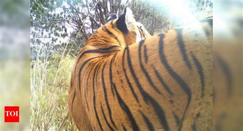 Uttarakhand villagers to bomb forests with seeds to tackle animal ...