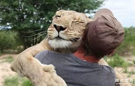 狮子追逐着扑向他 只是求抱抱