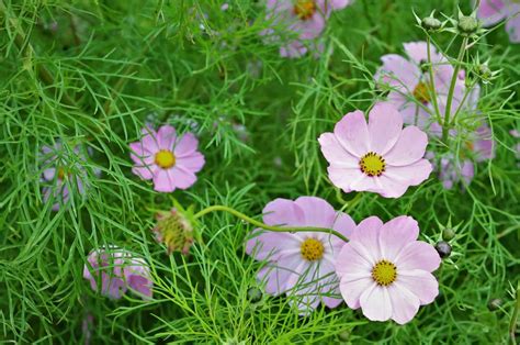 Cosmos Flower Meaning: What Makes This Flower So Special?