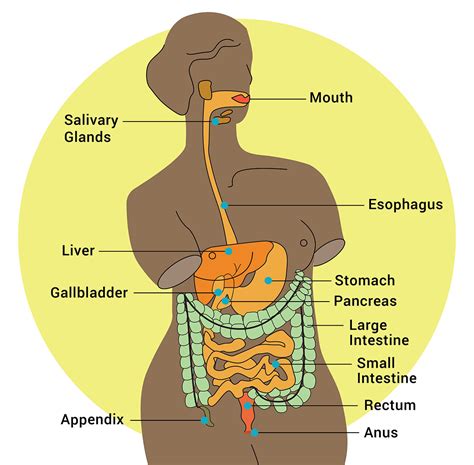 Digestive System Woman 的图像结果