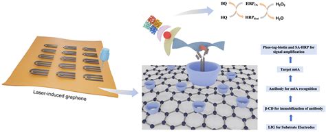 β-Cyclodextrin-Modified Laser-Induced Graphene Electrode for Detection ...