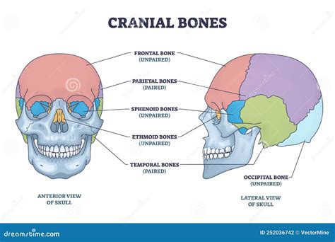 Cranial Bones Anatomy and Skull Skeleton Medical Division Outline Diagram Stock Vector ...