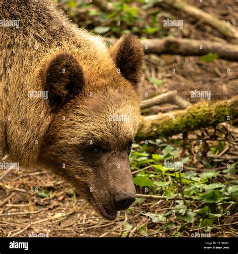 Eurasian Brown Bear Stock Photo - Alamy