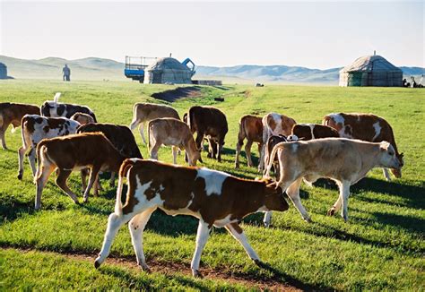 牧民在家拿手机放牛，还能遥控牧井自动放水、给牛“点名”……华东师大研发“放牧神器”