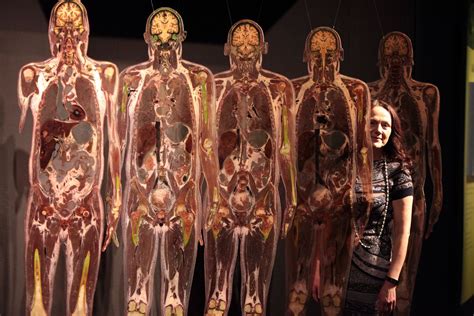 Body Worlds Exhibition at the Centre for Life - Chronicle Live