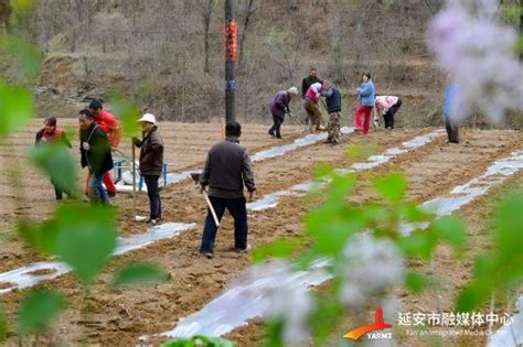 春雨助春耕 田间地头忙_延安新闻网