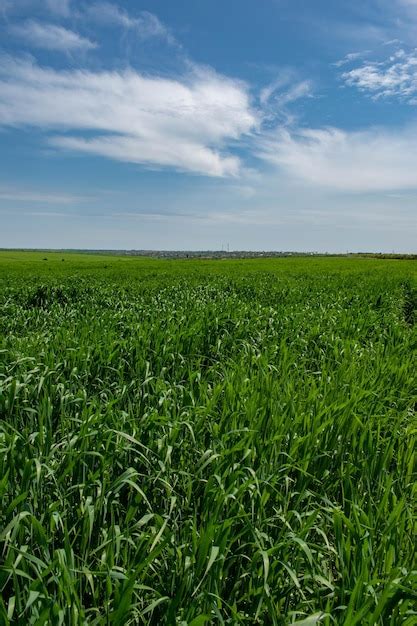 Field 的图像结果