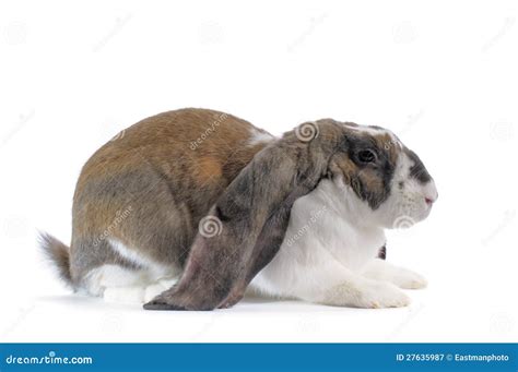 Conejo inglés del Lop imagen de archivo. Imagen de espacio - 27635987