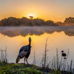 NC Turkey Season 2025 New Dates & Rules