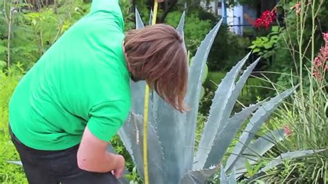 Local Plant Source 的图像结果