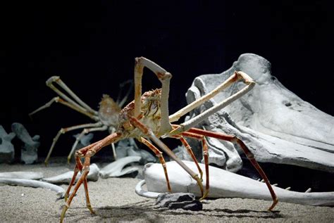 Alien Like Sea Creatures 的图像结果