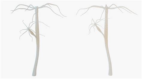 3D Hydra Genus Polyp Model - TurboSquid 2163737