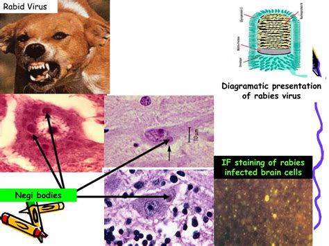 Neutralization Test 的图像结果