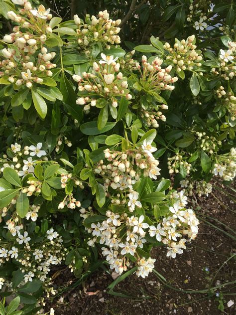Best Low Maintenance Flowering Shrubs