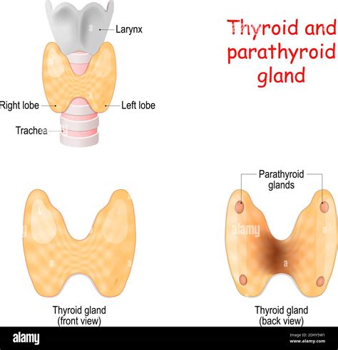 Parathyroid Gland Diagram