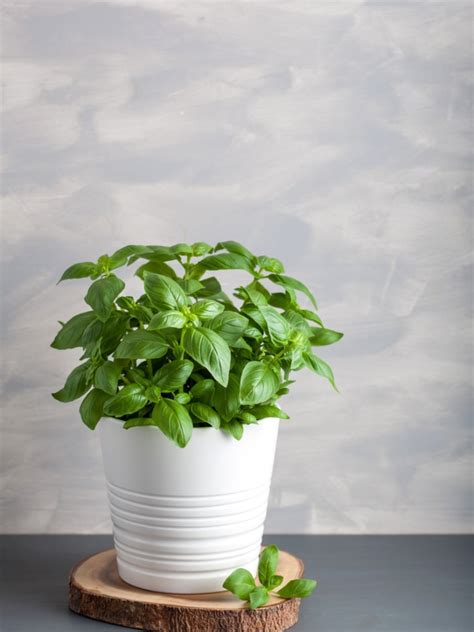 how to take care of basil plant indoors - Anafranskowiak