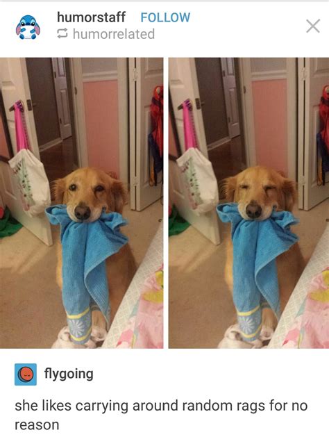Happy doggo - Meme by daridedari :) Memedroid
