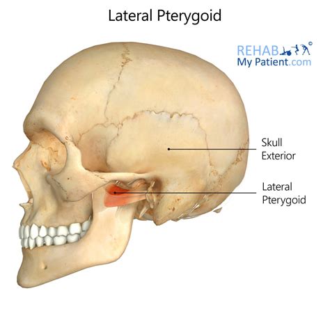 Lateral Pterygoid | Rehab My Patient