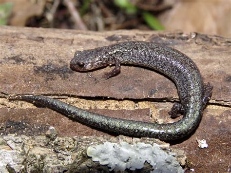About Eastern Red-backed Salamander - Maryland Biodiversity Project