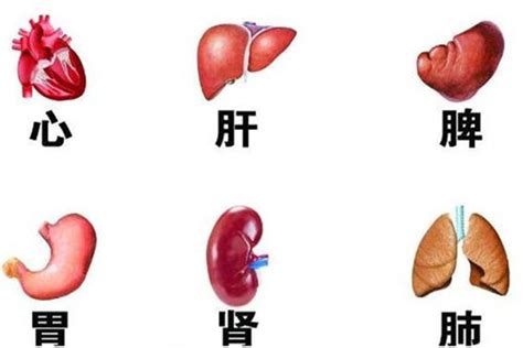 人体器官结构图五脏六腑肾的位置 五脏六腑有不同的作用_探秘志