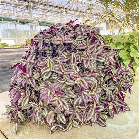 18 Stunning Purple Foliage Plants to Elevate Your Garden | Houseplant Alley