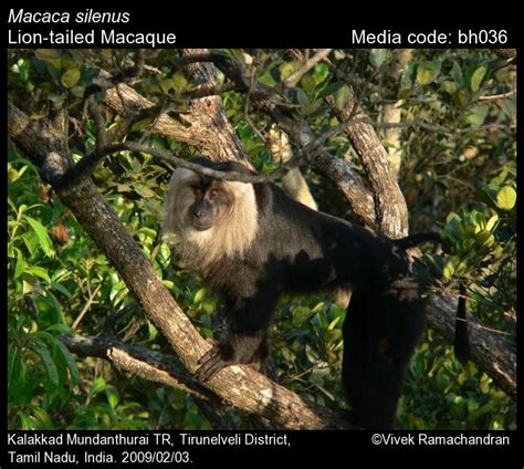 Macaca silenus Linnaeus, 1758 - Lion-tailed Macaque | Mammals