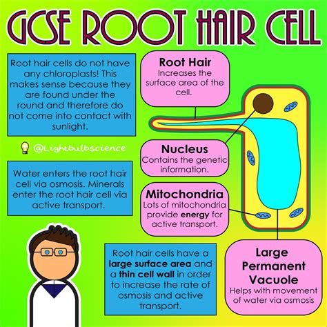 Root Hair Cell Model